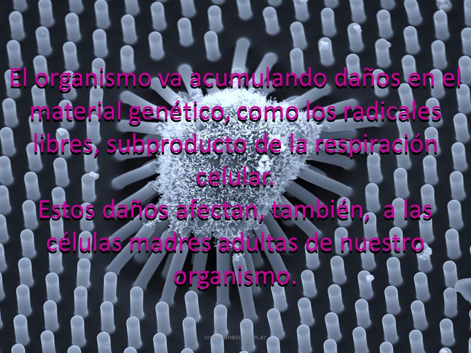El organismo va acumulando daños en el material genético, como los radicales libres, subproducto de la respiración celular.