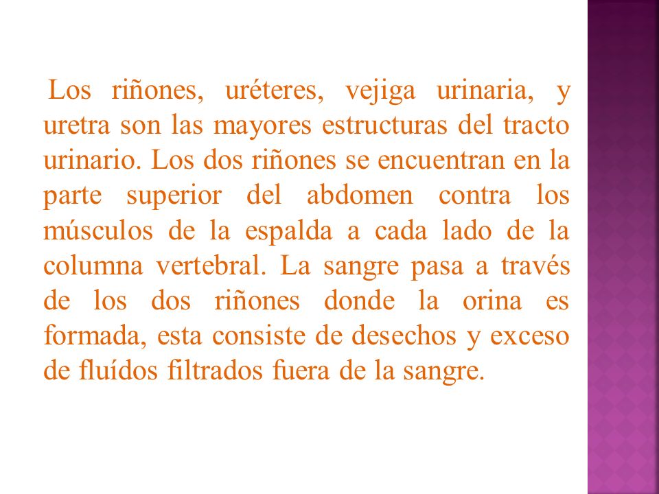 Los riñones, uréteres, vejiga urinaria, y uretra son las mayores estructuras del tracto urinario.