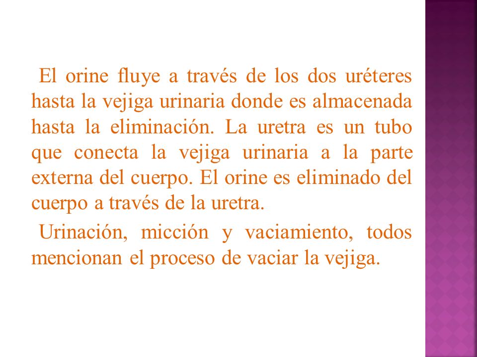 El orine fluye a través de los dos uréteres hasta la vejiga urinaria donde es almacenada hasta la eliminación.