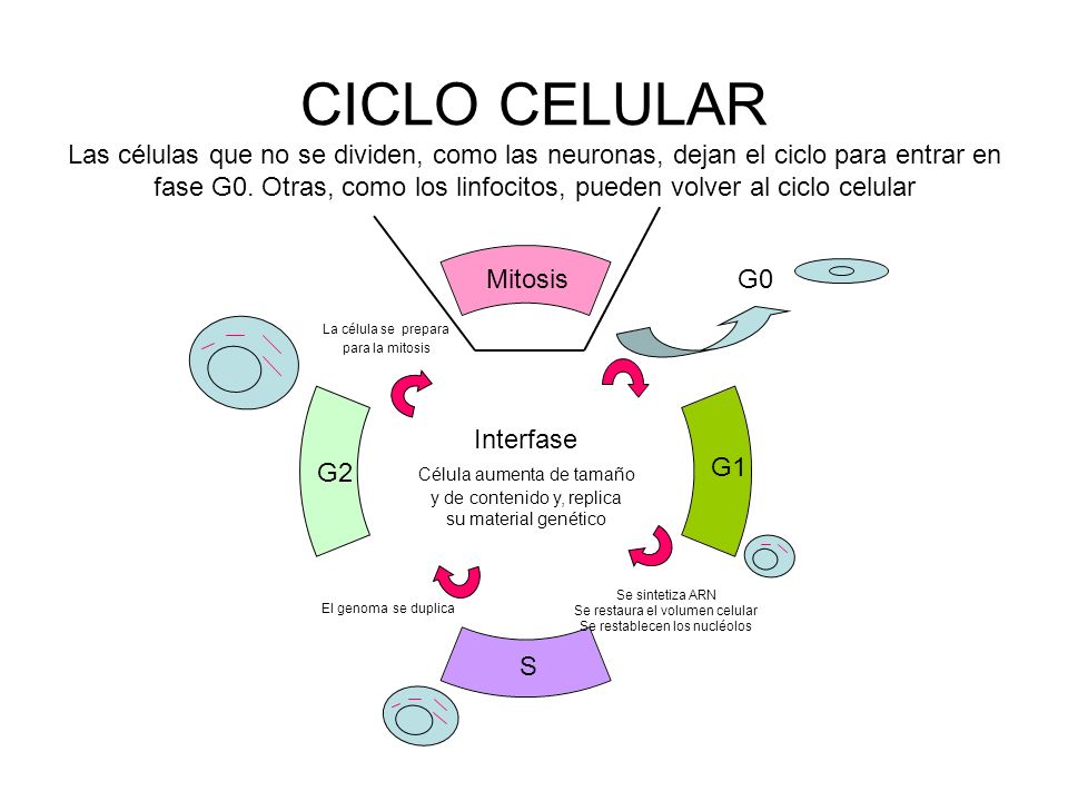CICLO CELULAR Las células que no se dividen, como las neuronas, dejan el ciclo para entrar en fase G0. Otras, como los linfocitos, pueden volver al ciclo celular
