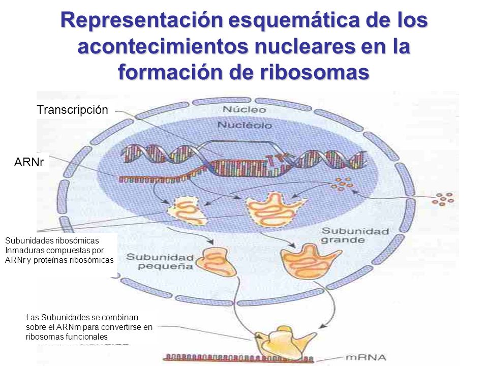 Representación esquemática de los acontecimientos nucleares en la formación de ribosomas