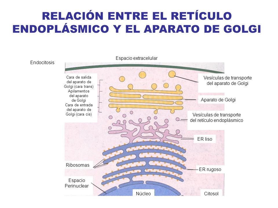 RELACIÓN ENTRE EL RETÍCULO ENDOPLÁSMICO Y EL APARATO DE GOLGI