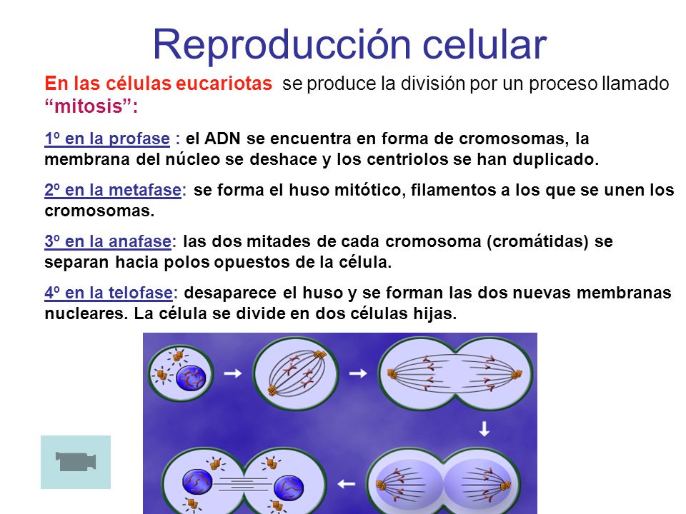 Reproducción celular En las células eucariotas se produce la división por un proceso llamado mitosis :