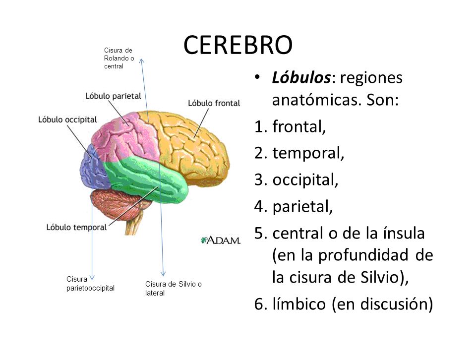 CEREBRO Lóbulos: regiones anatómicas. Son: 1. frontal, 2. temporal,