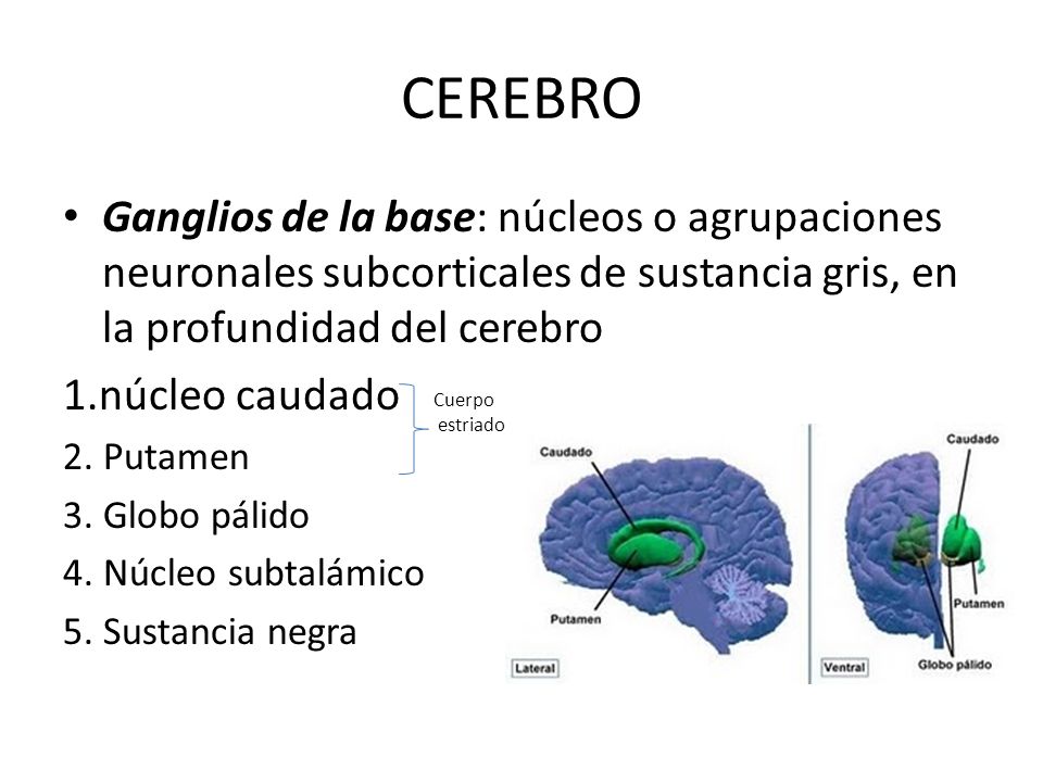 CEREBRO Ganglios de la base: núcleos o agrupaciones neuronales subcorticales de sustancia gris, en la profundidad del cerebro.