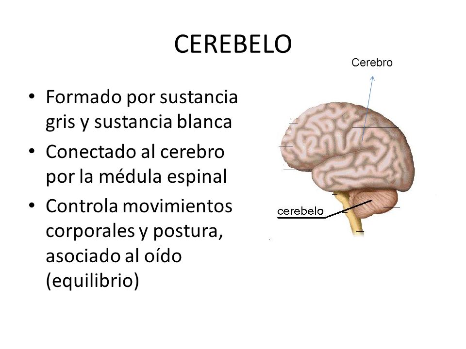 CEREBELO Formado por sustancia gris y sustancia blanca