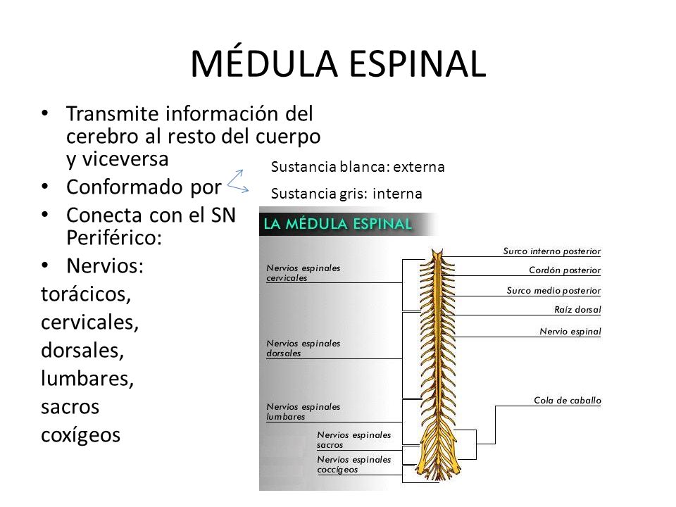 MÉDULA ESPINAL Transmite información del cerebro al resto del cuerpo y viceversa. Conformado por. Conecta con el SN Periférico:
