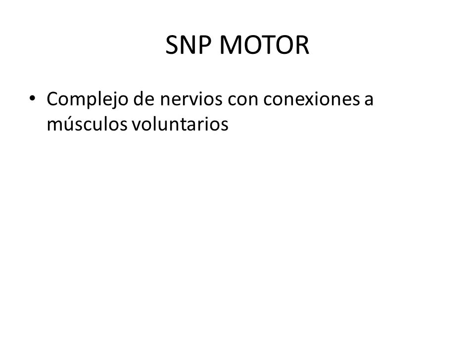 SNP MOTOR Complejo de nervios con conexiones a músculos voluntarios