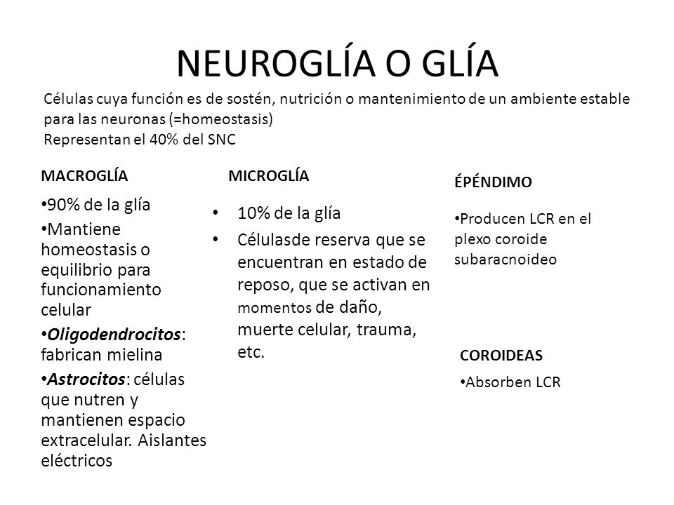 NEUROGLÍA O GLÍA 90% de la glía 10% de la glía