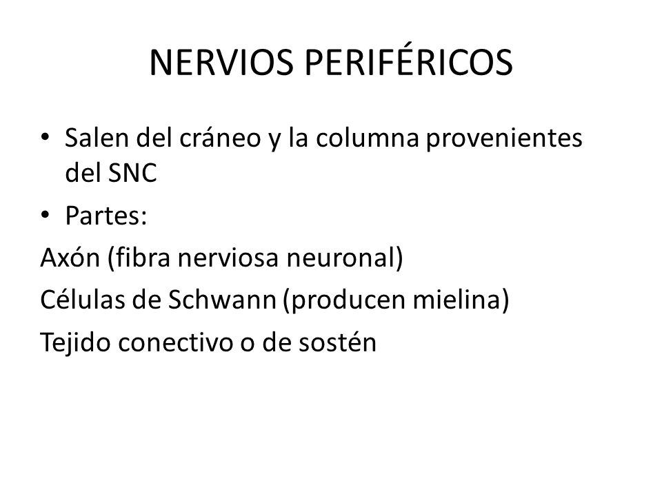 NERVIOS PERIFÉRICOS Salen del cráneo y la columna provenientes del SNC