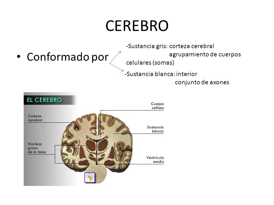 CEREBRO Conformado por -Sustancia gris: corteza cerebral