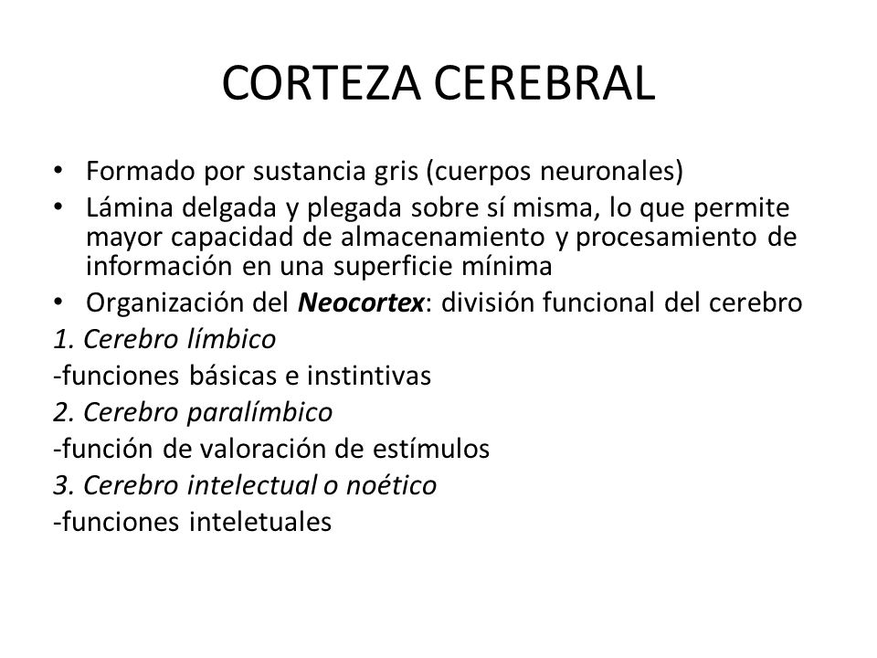 CORTEZA CEREBRAL Formado por sustancia gris (cuerpos neuronales)