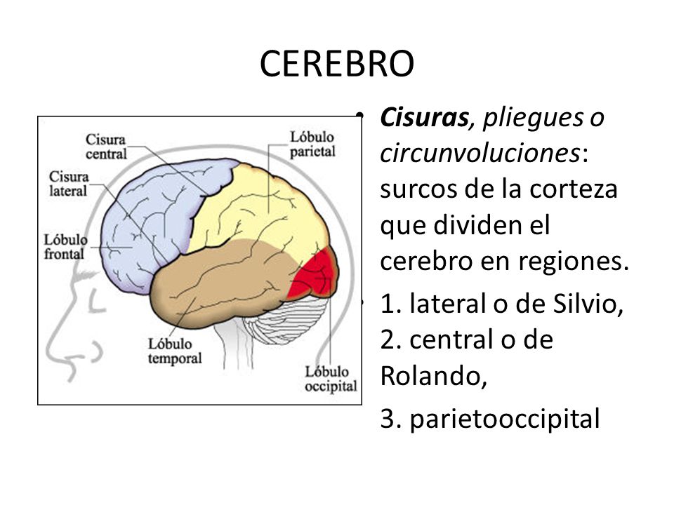 CEREBRO Cisuras, pliegues o circunvoluciones: surcos de la corteza que dividen el cerebro en regiones.