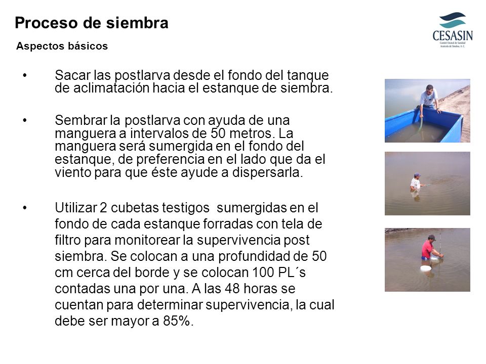 Proceso de siembra Aspectos básicos. Sacar las postlarva desde el fondo del tanque de aclimatación hacia el estanque de siembra.