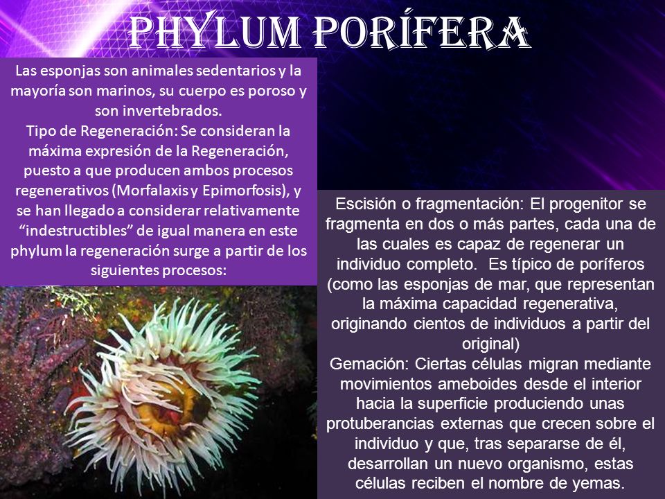 Phylum Porífera Las esponjas son animales sedentarios y la mayoría son marinos, su cuerpo es poroso y son invertebrados.
