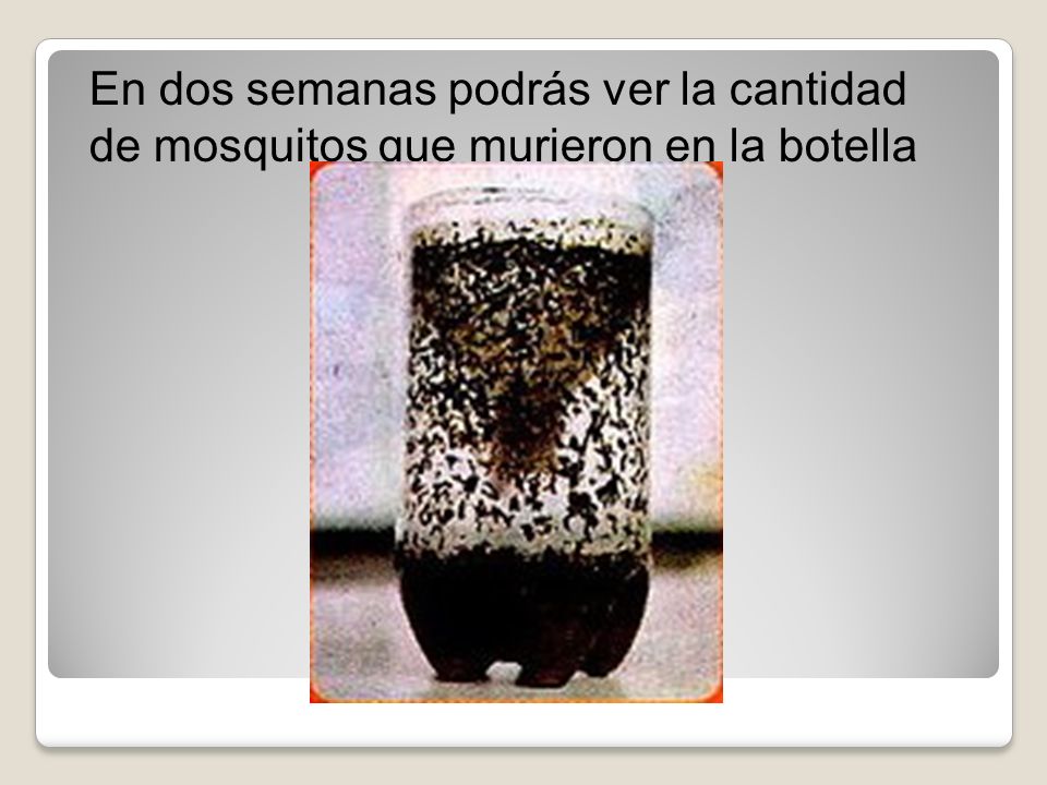 En dos semanas podrás ver la cantidad de mosquitos que murieron en la botella