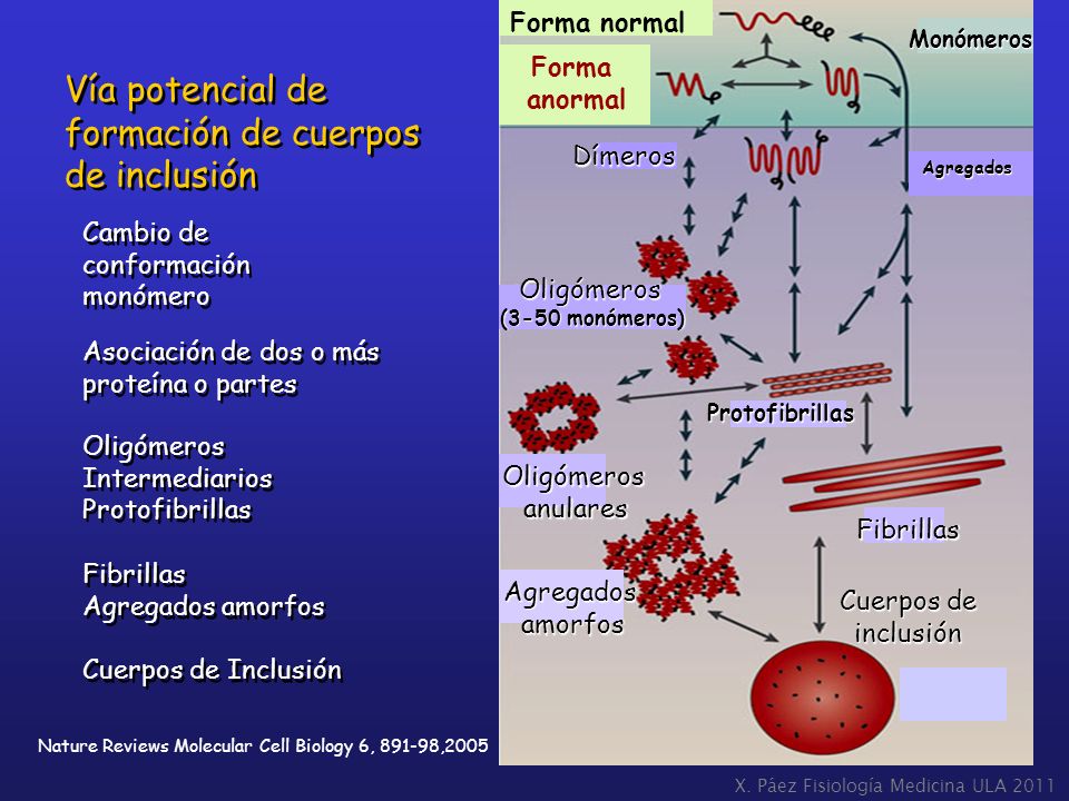 Vía potencial de formación de cuerpos de inclusión Forma normal Forma