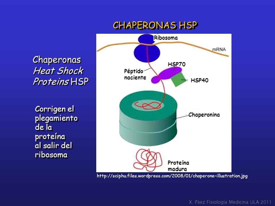 CHAPERONAS HSP Chaperonas Heat Shock Proteins HSP Corrigen el