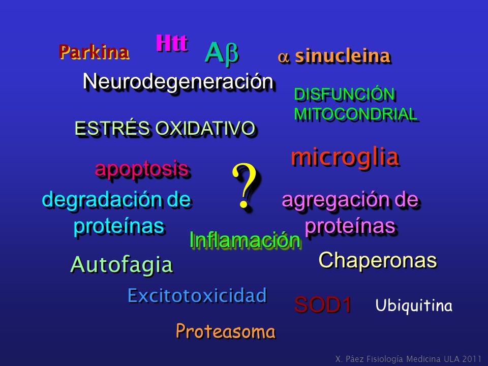 Ab Htt microglia Neurodegeneración apoptosis degradación de