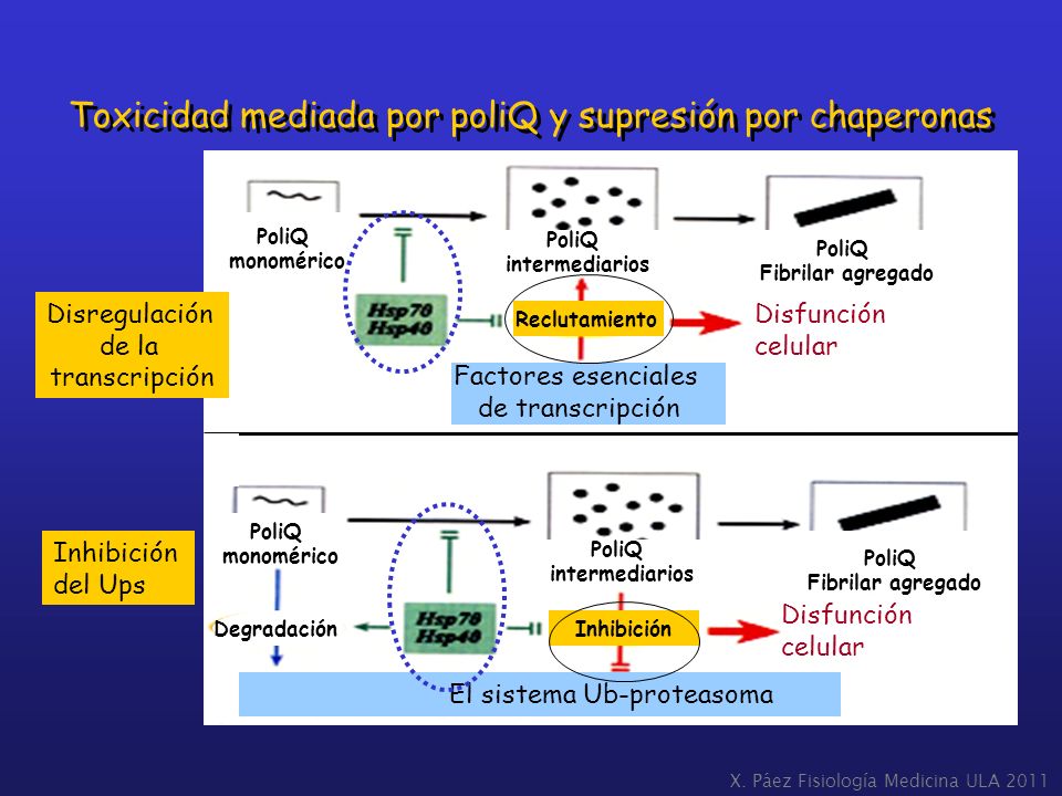 Toxicidad mediada por poliQ y supresión por chaperonas