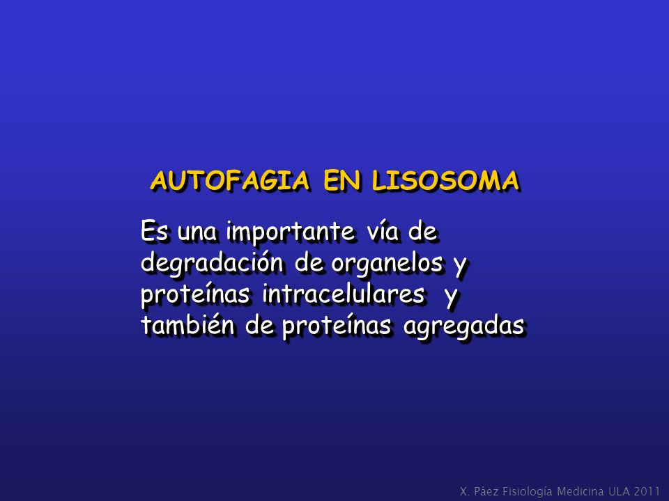 AUTOFAGIA EN LISOSOMA Es una importante vía de degradación de organelos y proteínas intracelulares y también de proteínas agregadas.