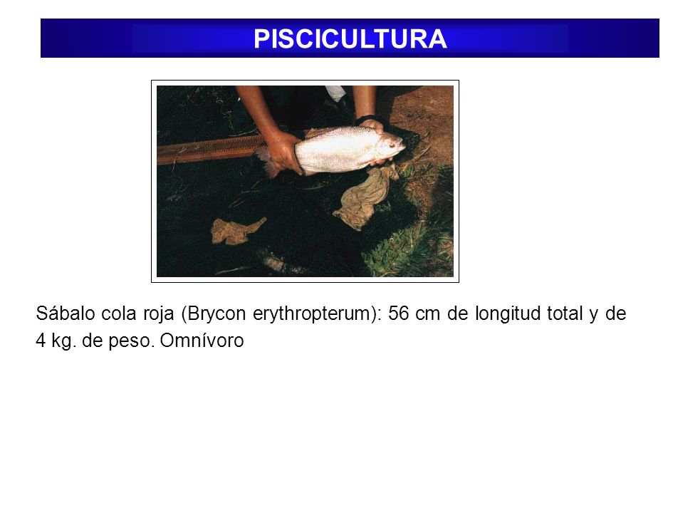 PISCICULTURA Sábalo cola roja (Brycon erythropterum): 56 cm de longitud total y de 4 kg.