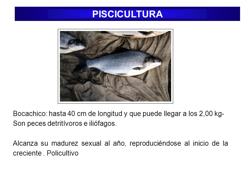 PISCICULTURA Bocachico: hasta 40 cm de longitud y que puede llegar a los 2,00 kg- Son peces detritívoros e iliófagos.