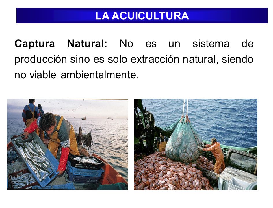 LA ACUICULTURA Captura Natural: No es un sistema de producción sino es solo extracción natural, siendo no viable ambientalmente.
