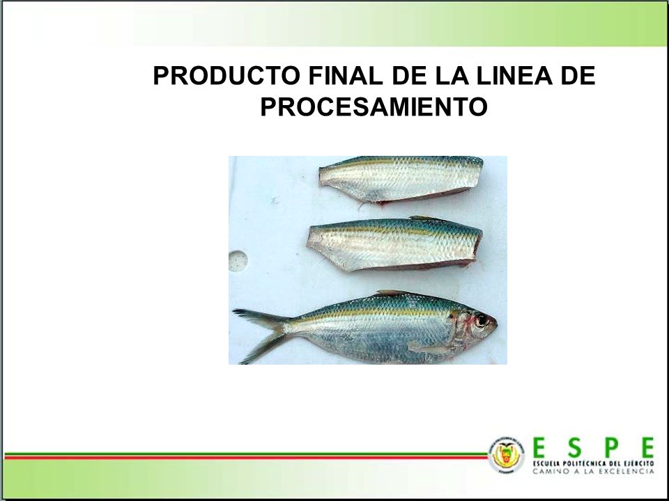 PRODUCTO FINAL DE LA LINEA DE PROCESAMIENTO