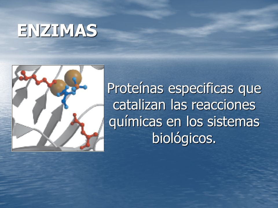 ENZIMAS Proteínas especificas que catalizan las reacciones químicas en los sistemas biológicos.