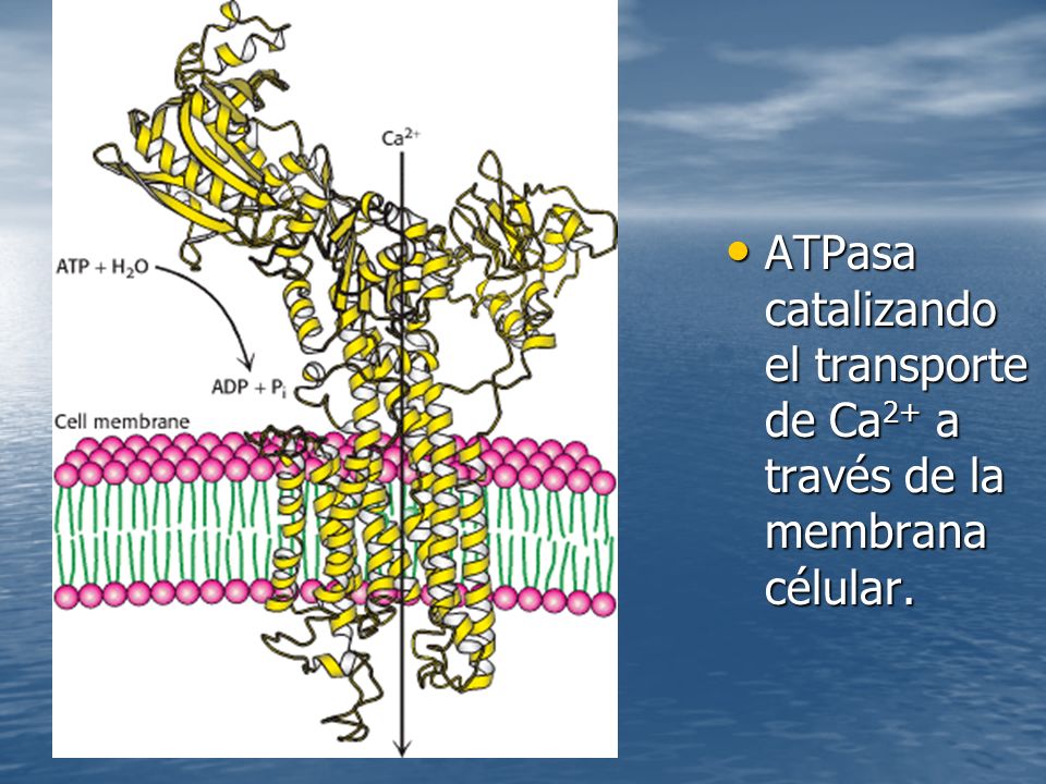 ATPasa catalizando el transporte de Ca2+ a través de la membrana célular.
