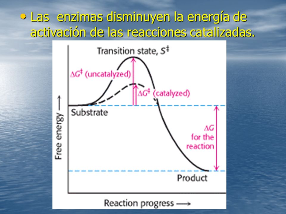 Las enzimas disminuyen la energía de activación de las reacciones catalizadas.