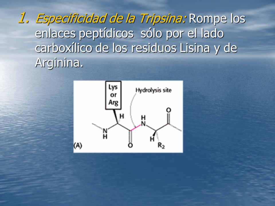 Especificidad de la Tripsina: Rompe los enlaces peptídicos sólo por el lado carboxílico de los residuos Lisina y de Arginina.