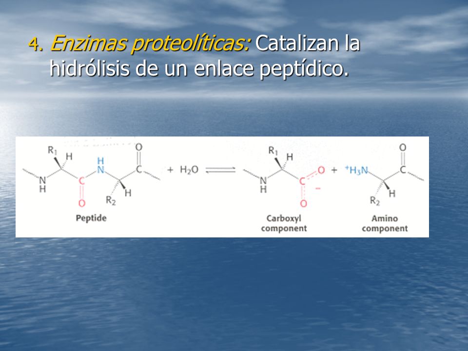 4. Enzimas proteolíticas: Catalizan la hidrólisis de un enlace peptídico.