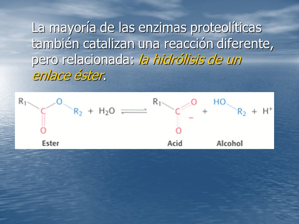 La mayoría de las enzimas proteolíticas también catalizan una reacción diferente, pero relacionada: la hidrólisis de un enlace éster.