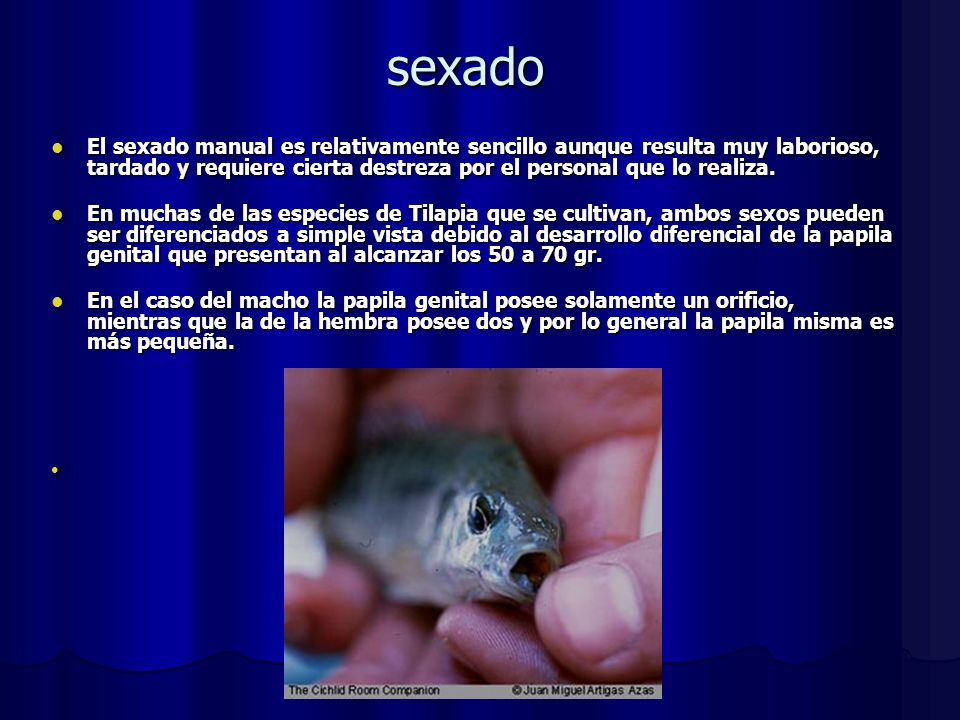 sexado El sexado manual es relativamente sencillo aunque resulta muy laborioso, tardado y requiere cierta destreza por el personal que lo realiza.