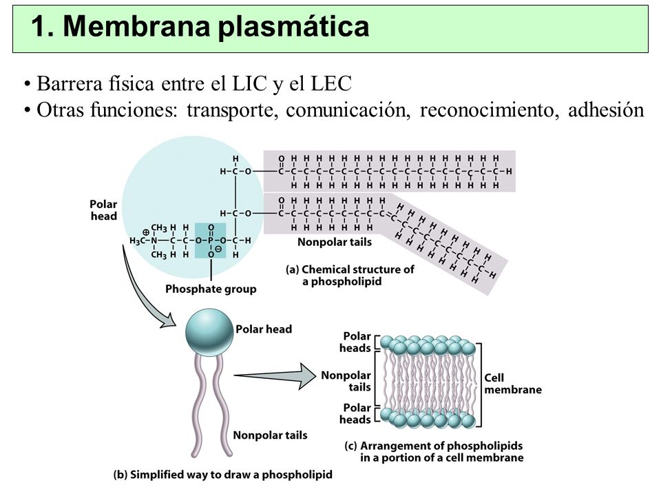 1. Membrana plasmática Barrera física entre el LIC y el LEC