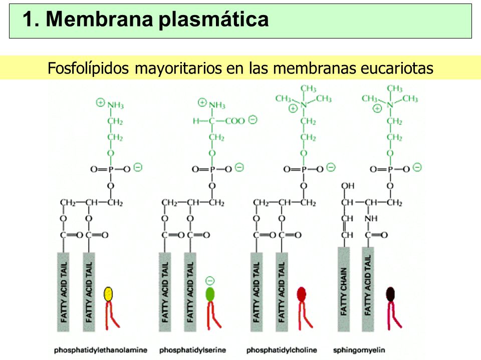 Fosfolípidos mayoritarios en las membranas eucariotas
