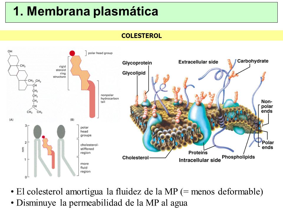 1. Membrana plasmática COLESTEROL.