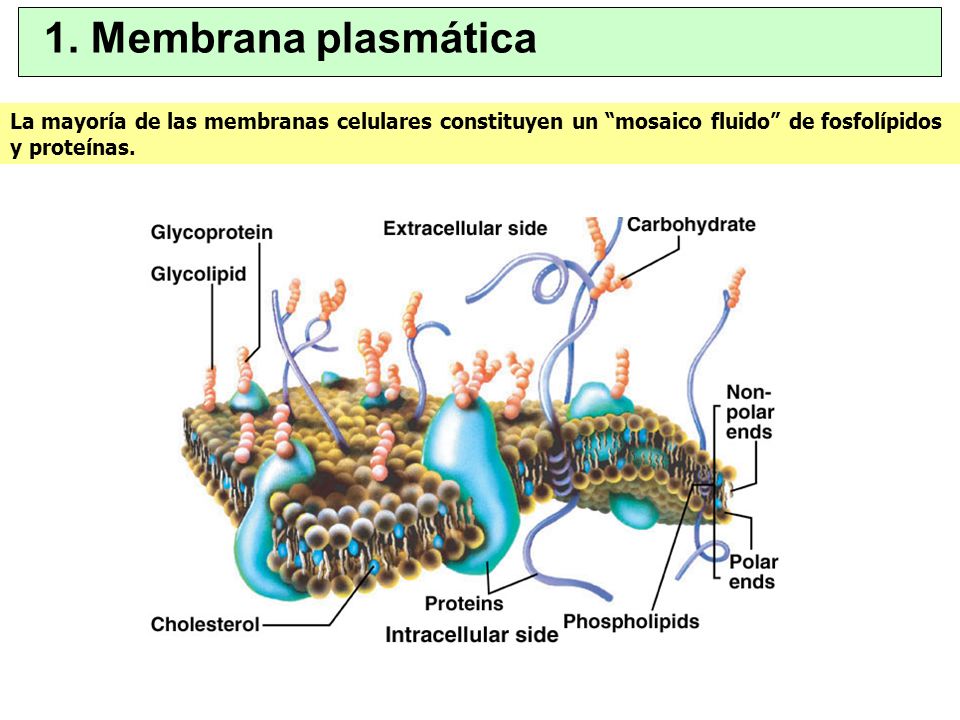 1. Membrana plasmática La mayoría de las membranas celulares constituyen un mosaico fluido de fosfolípidos y proteínas.