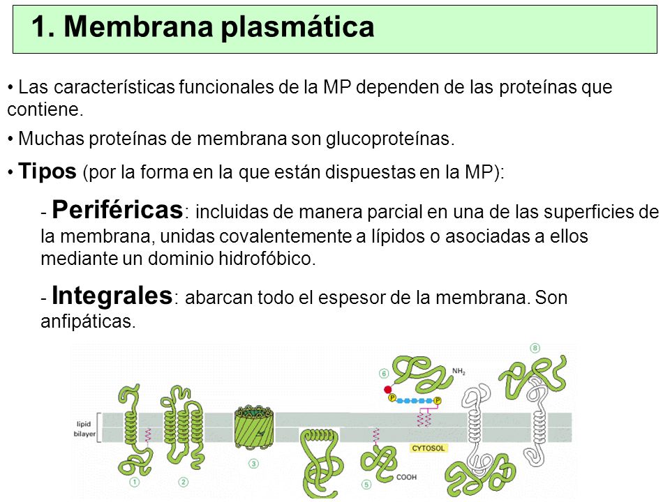 1. Membrana plasmática Las características funcionales de la MP dependen de las proteínas que contiene.