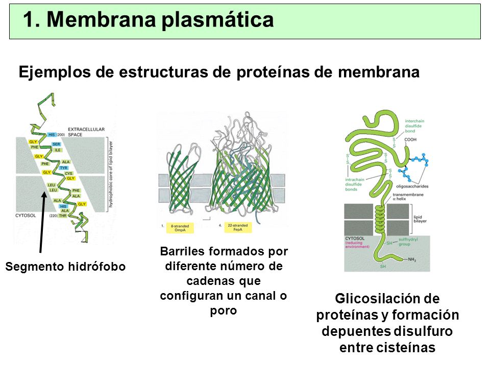 1. Membrana plasmática Ejemplos de estructuras de proteínas de membrana.