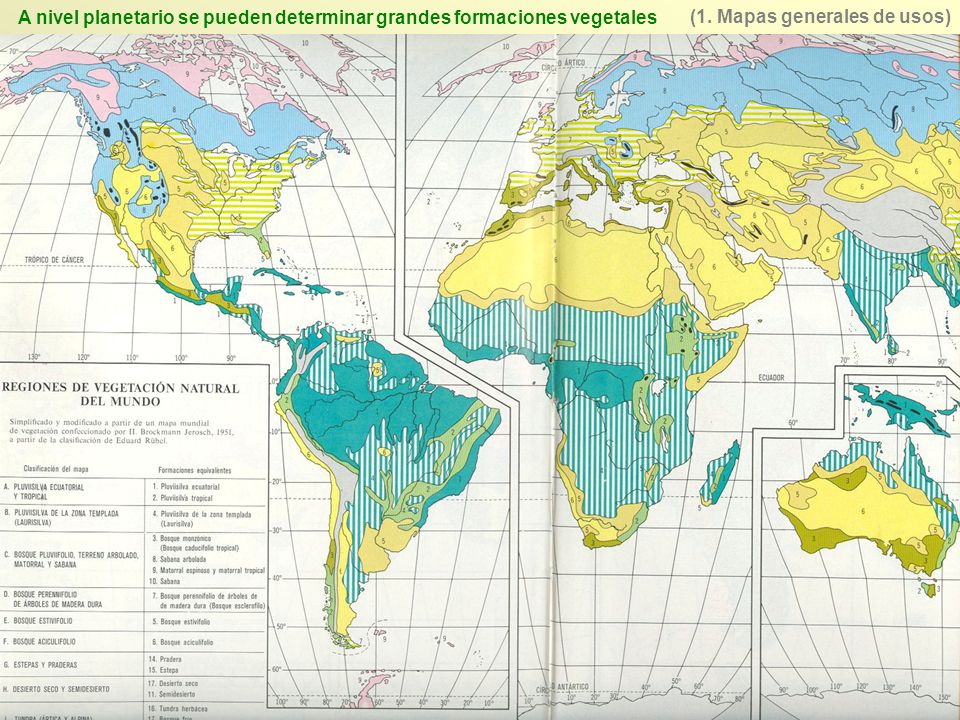 A nivel planetario se pueden determinar grandes formaciones vegetales