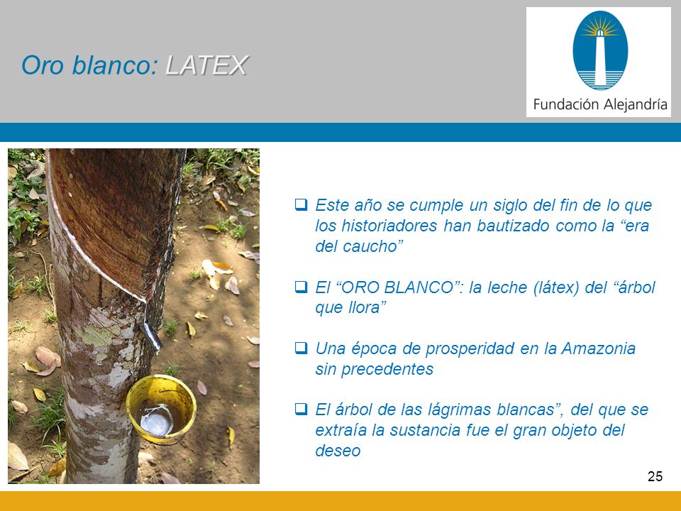 Oro blanco: LATEX Este año se cumple un siglo del fin de lo que los historiadores han bautizado como la era del caucho