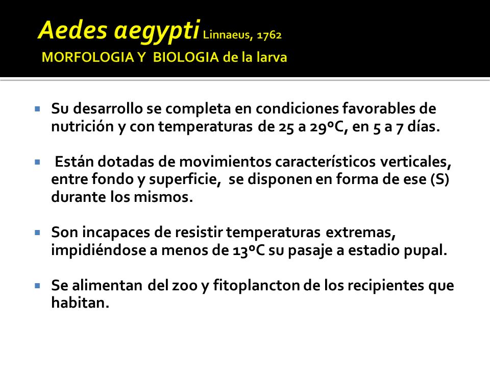 Aedes aegypti Linnaeus, 1762 MORFOLOGIA Y BIOLOGIA de la larva
