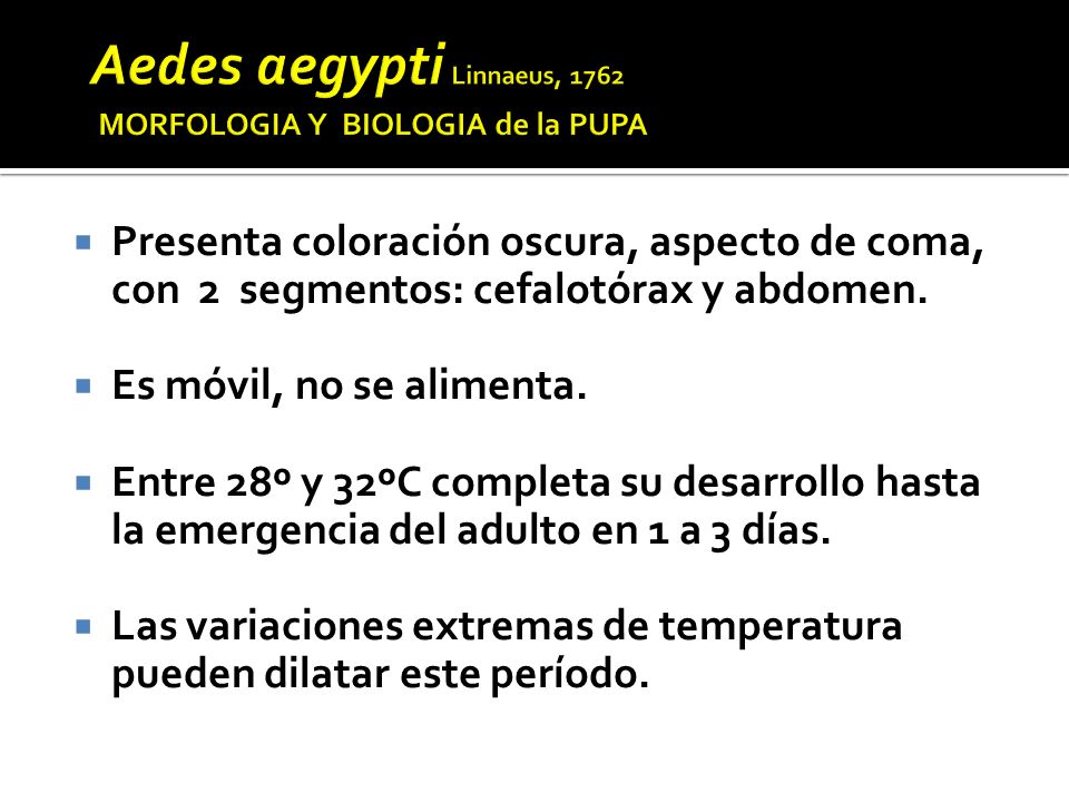 Aedes aegypti Linnaeus, 1762 MORFOLOGIA Y BIOLOGIA de la PUPA