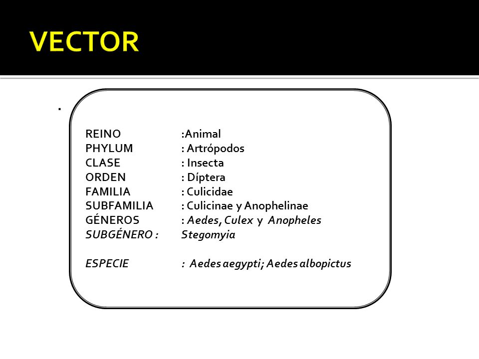 VECTOR . REINO :Animal PHYLUM : Artrópodos CLASE : Insecta