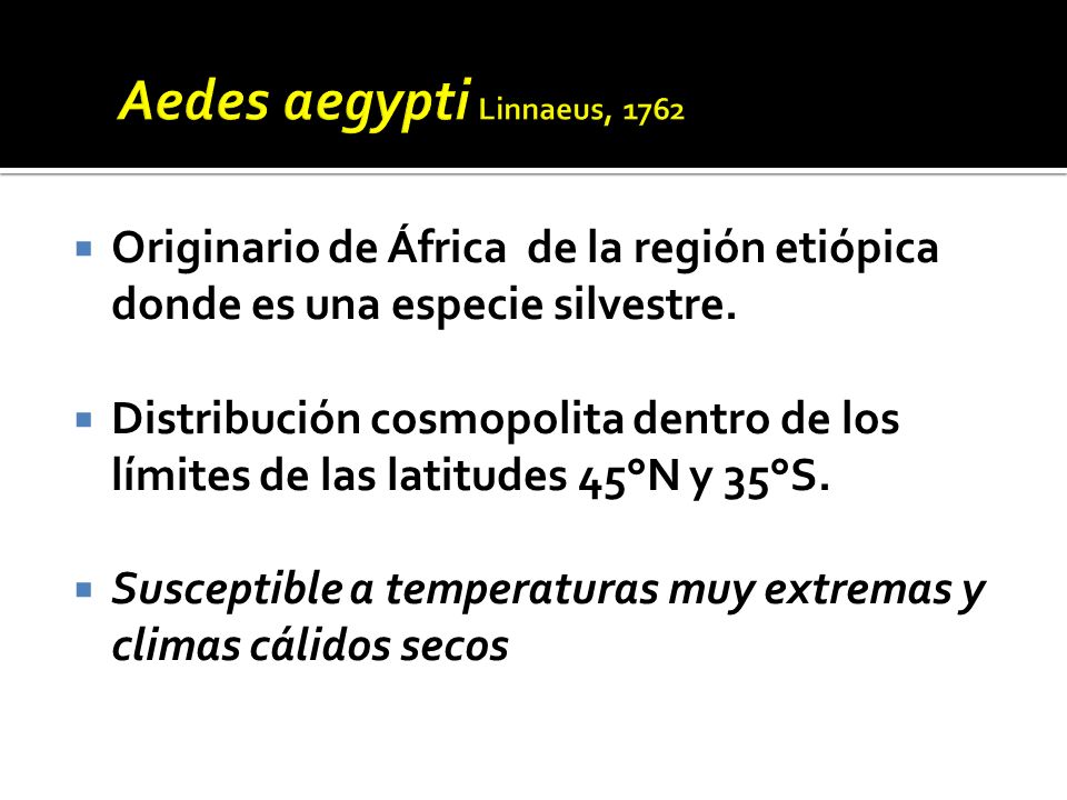Aedes aegypti Linnaeus, 1762