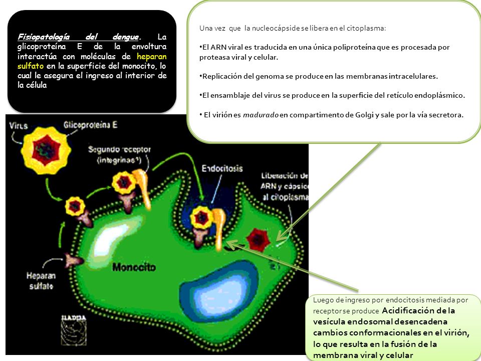 Una vez que la nucleocápside se libera en el citoplasma: