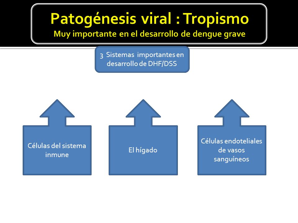 Patogénesis viral : Tropismo Muy importante en el desarrollo de dengue grave